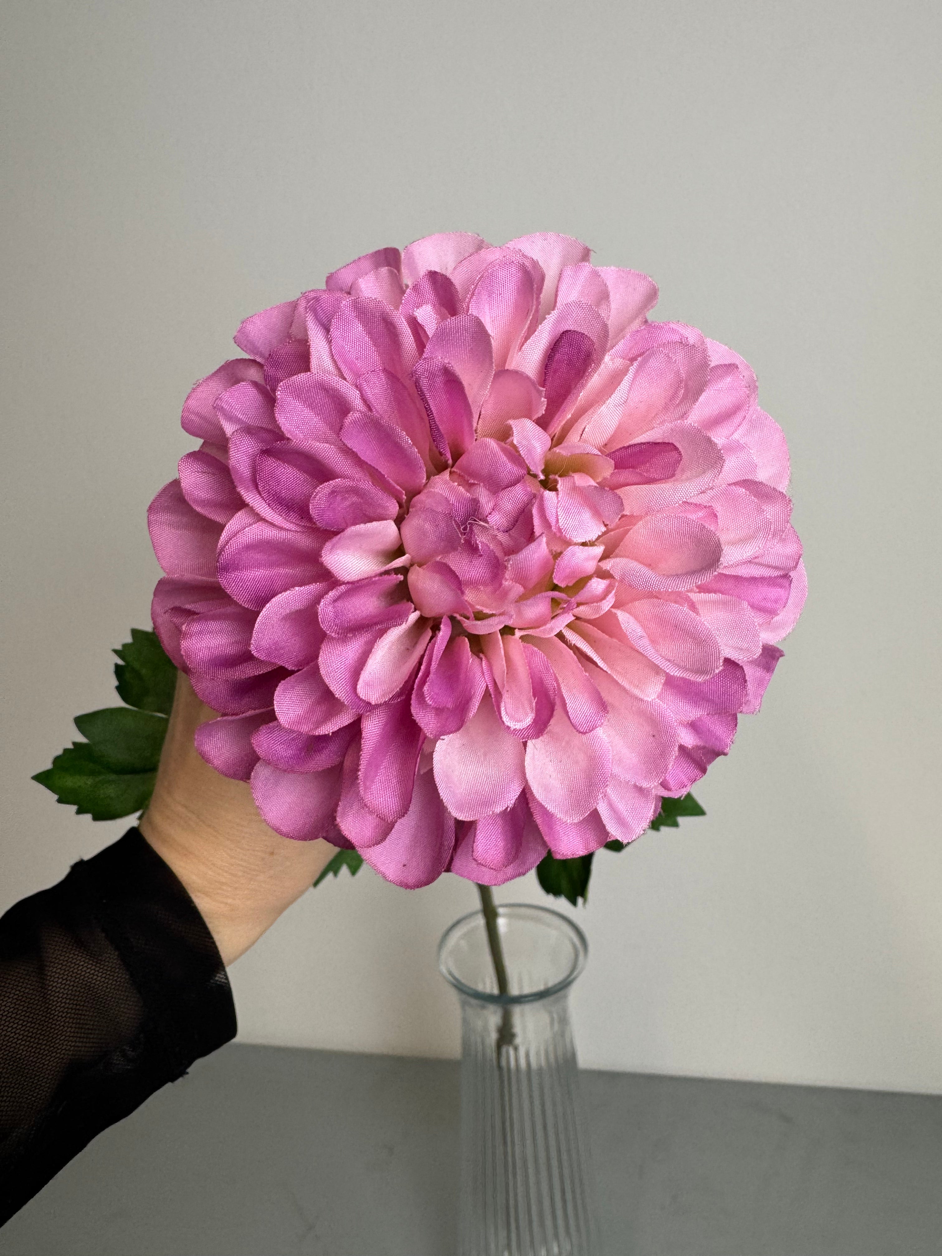 Dahlia pink