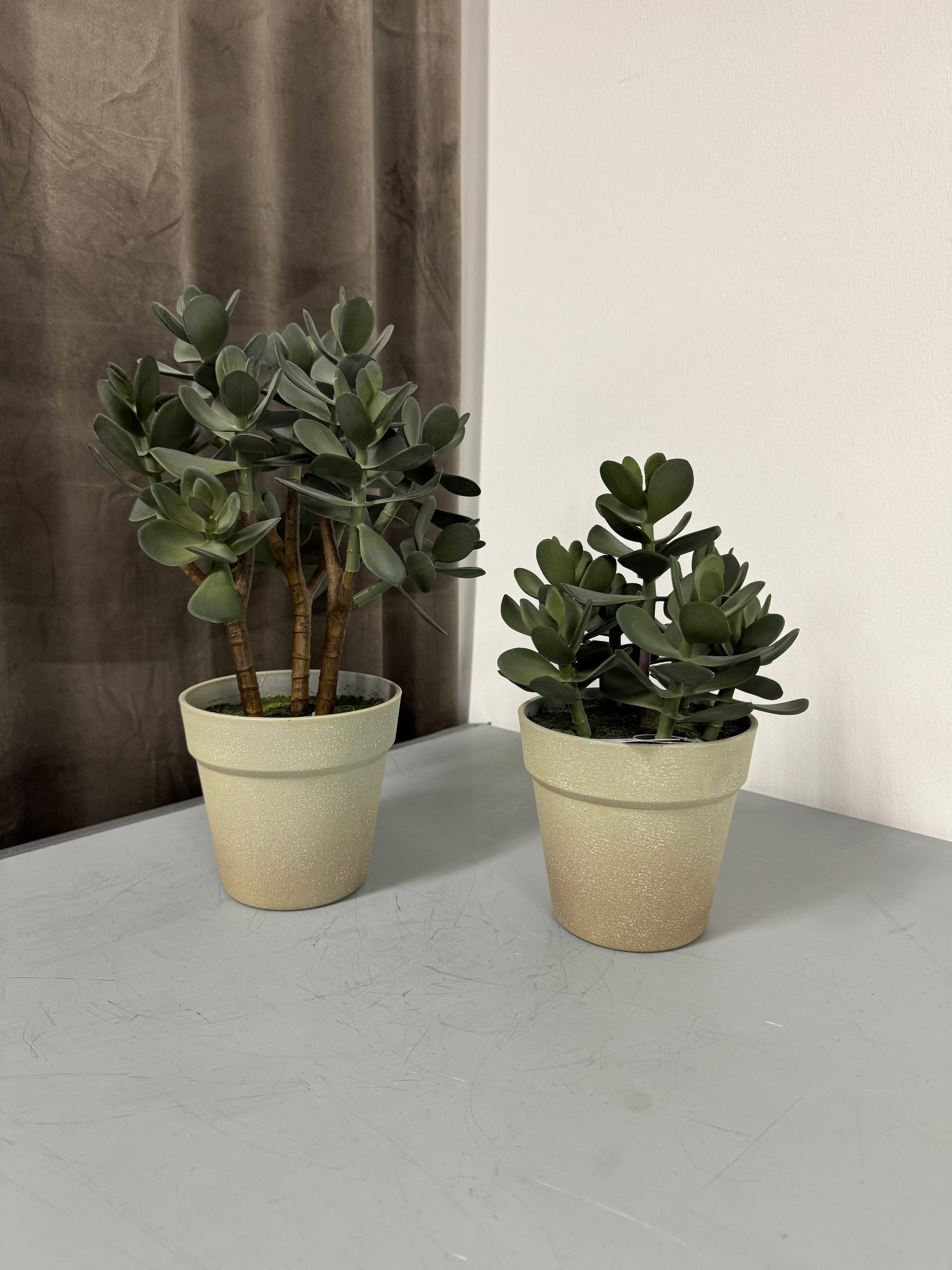 Sukkulent i potte 28 cm