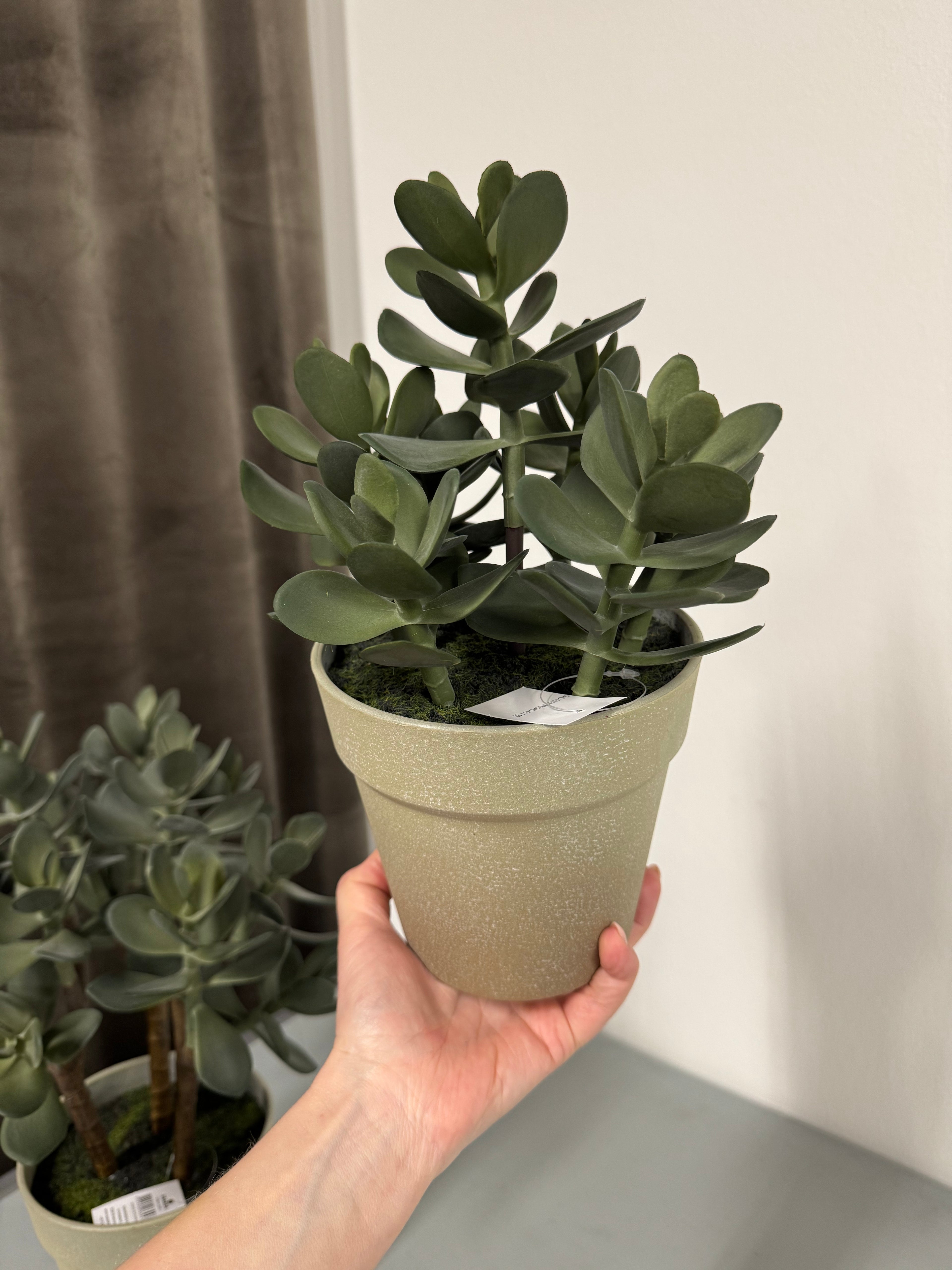 Sukkulent i potte 28 cm