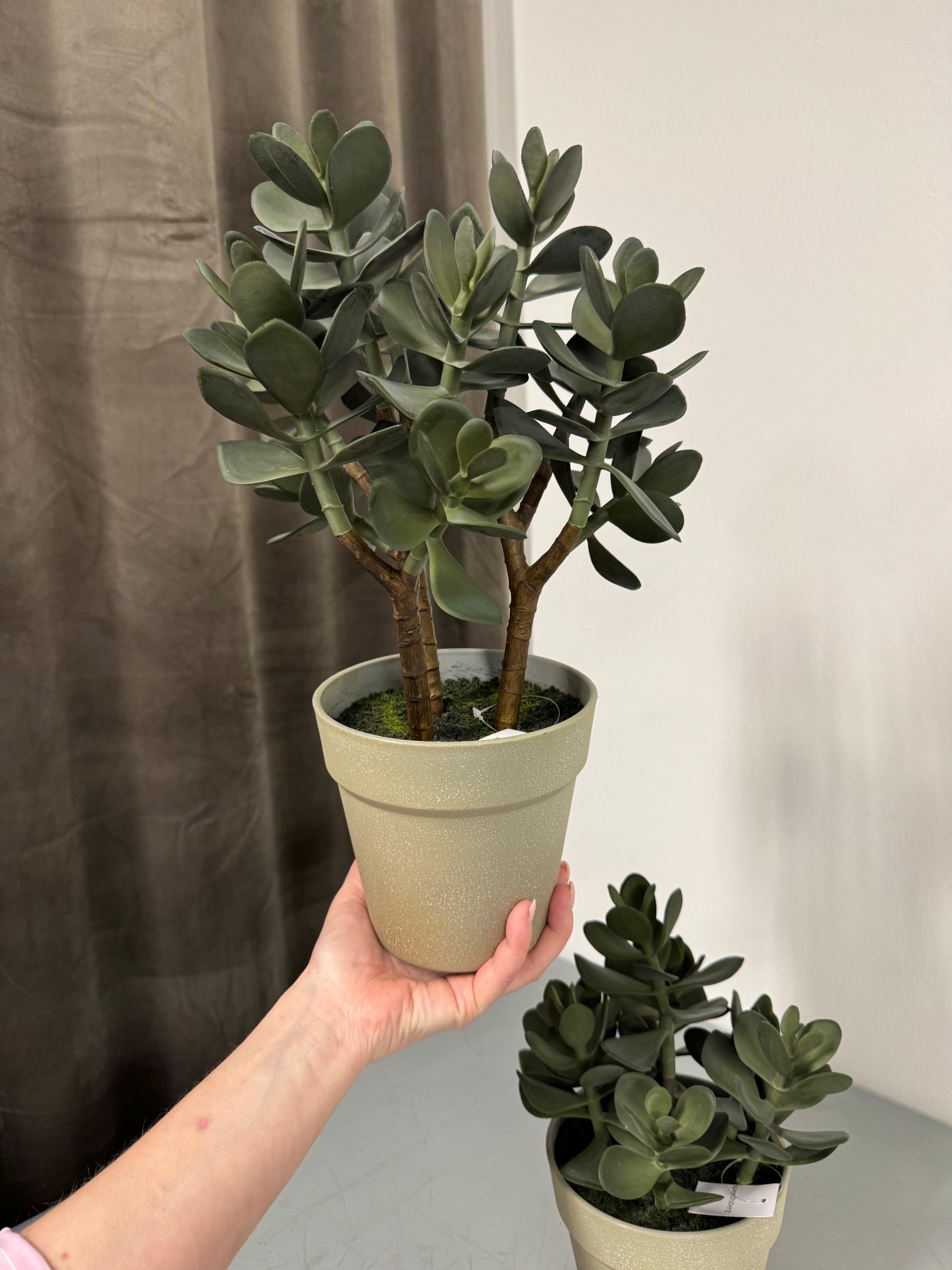 Sukkulent i potte 38 cm