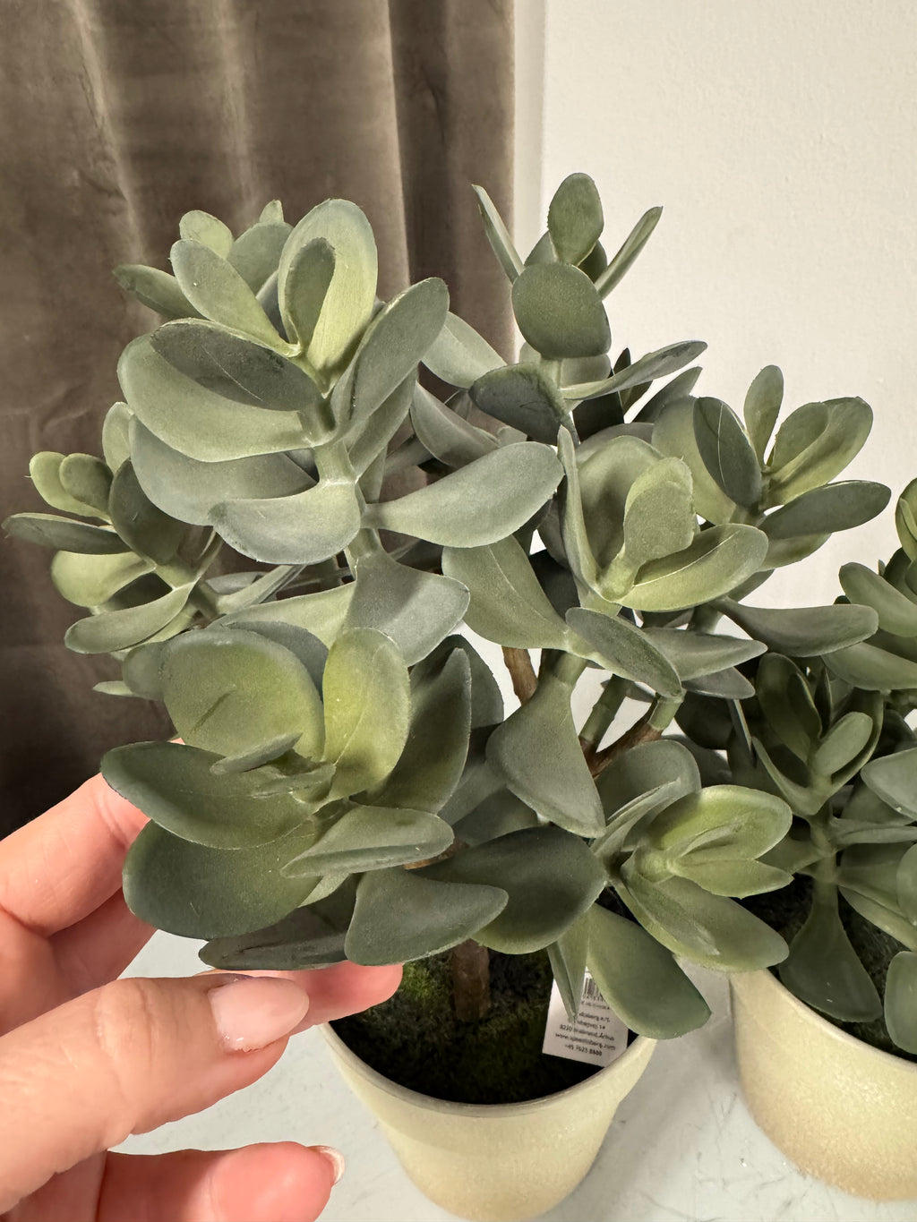 Sukkulent i potte 28 cm
