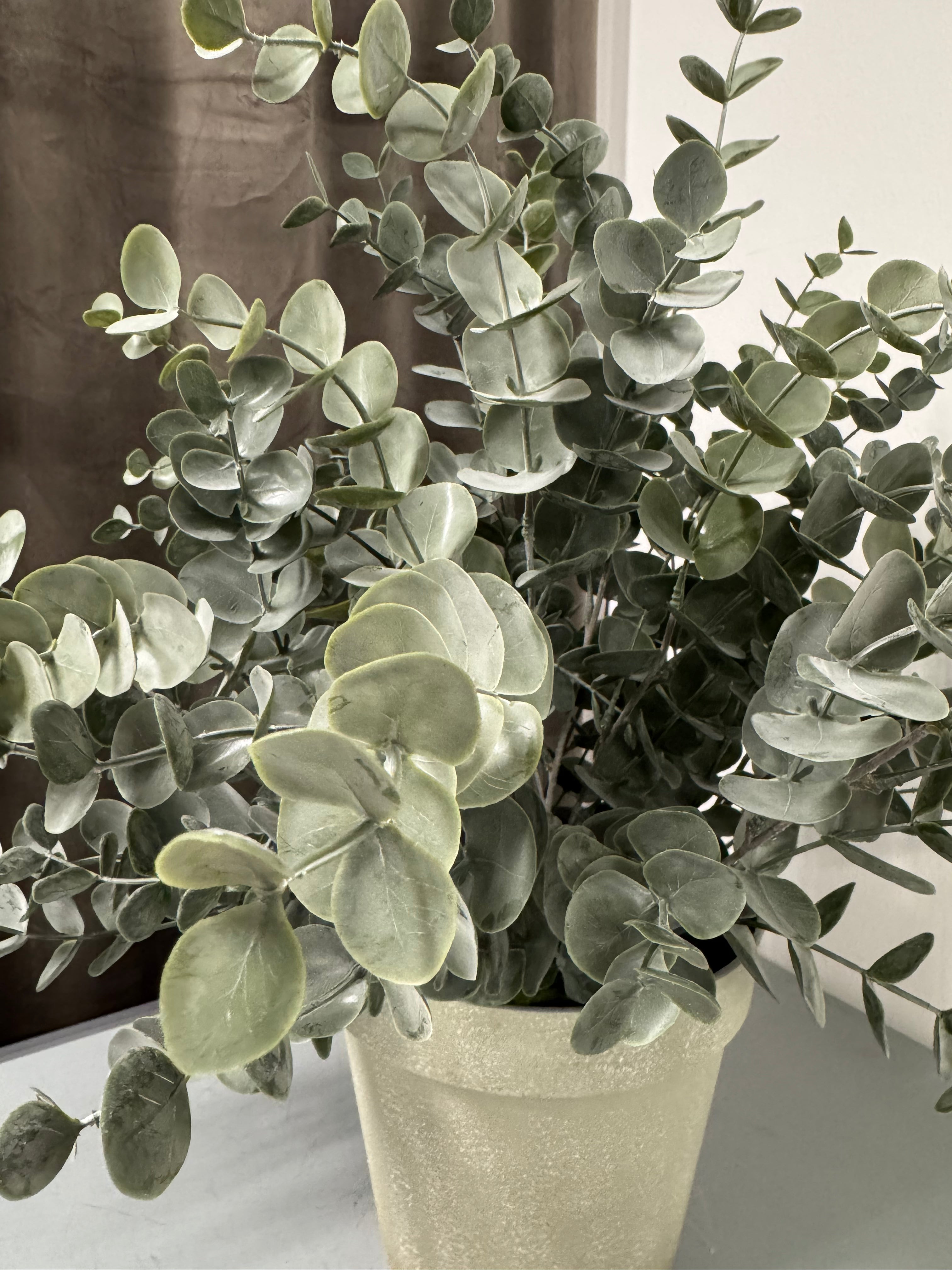 Stor eucalyptus i potte