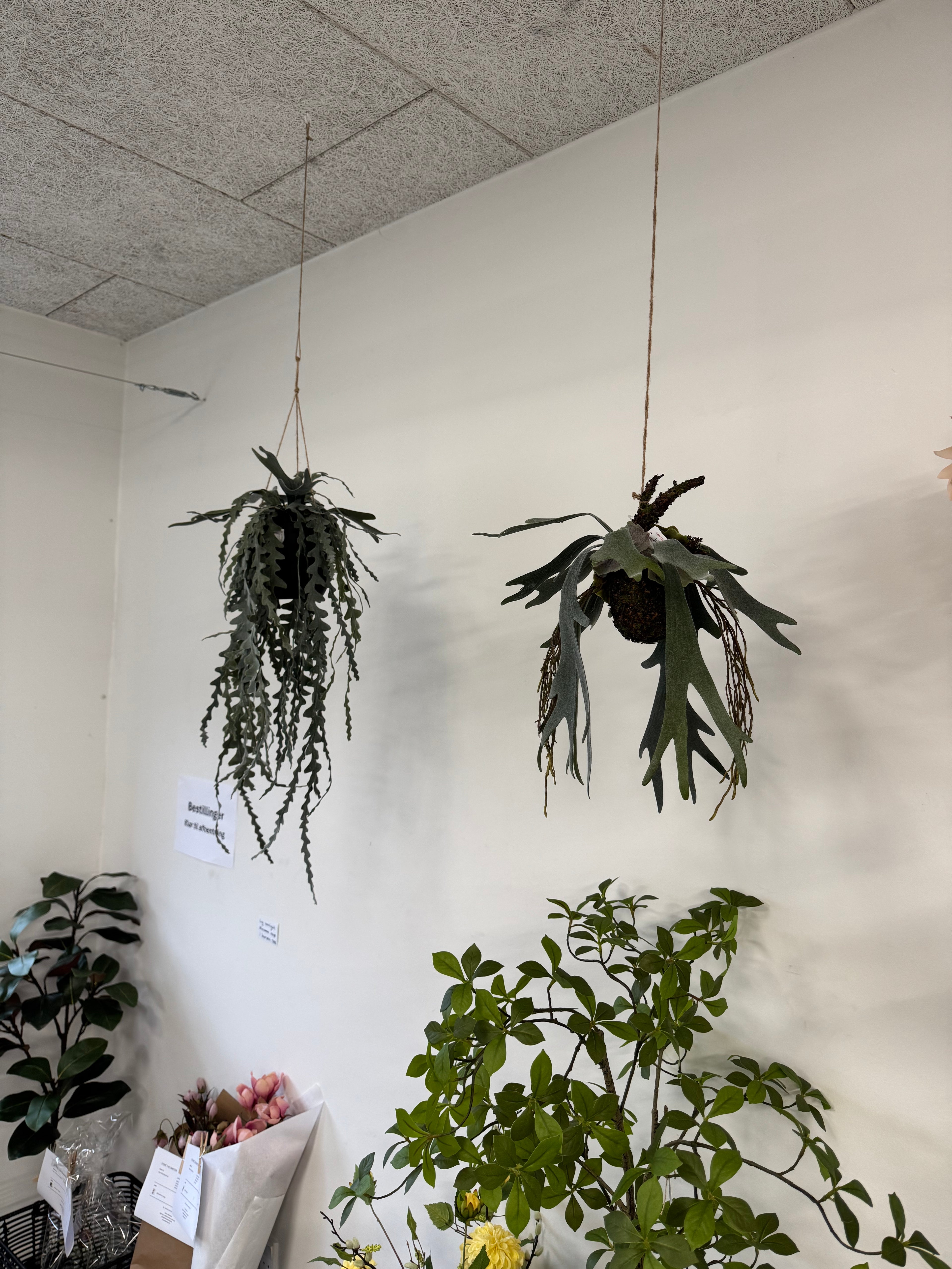 Epiphyllum hænge L 91cm