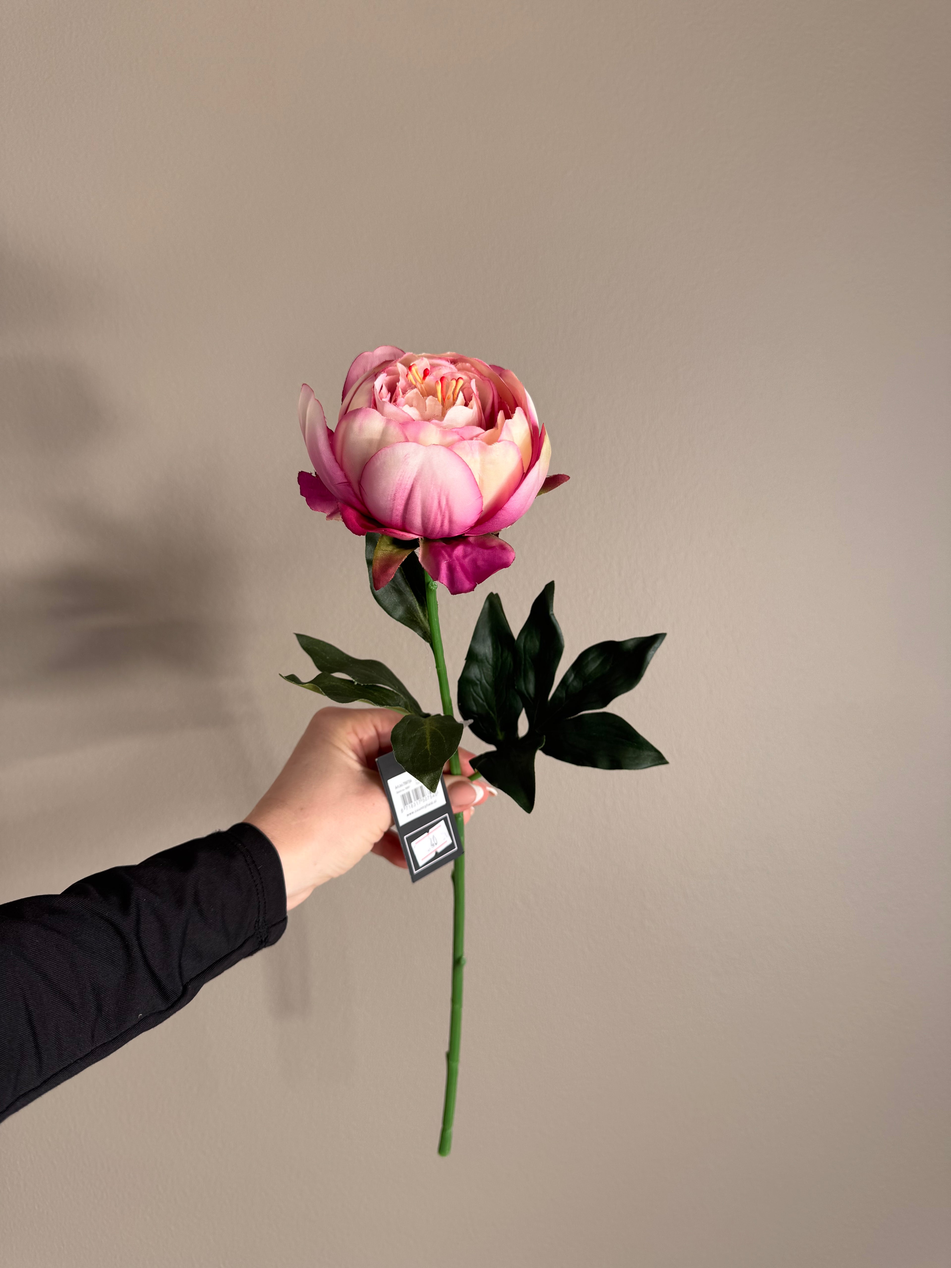 Pæon stilk lyserød