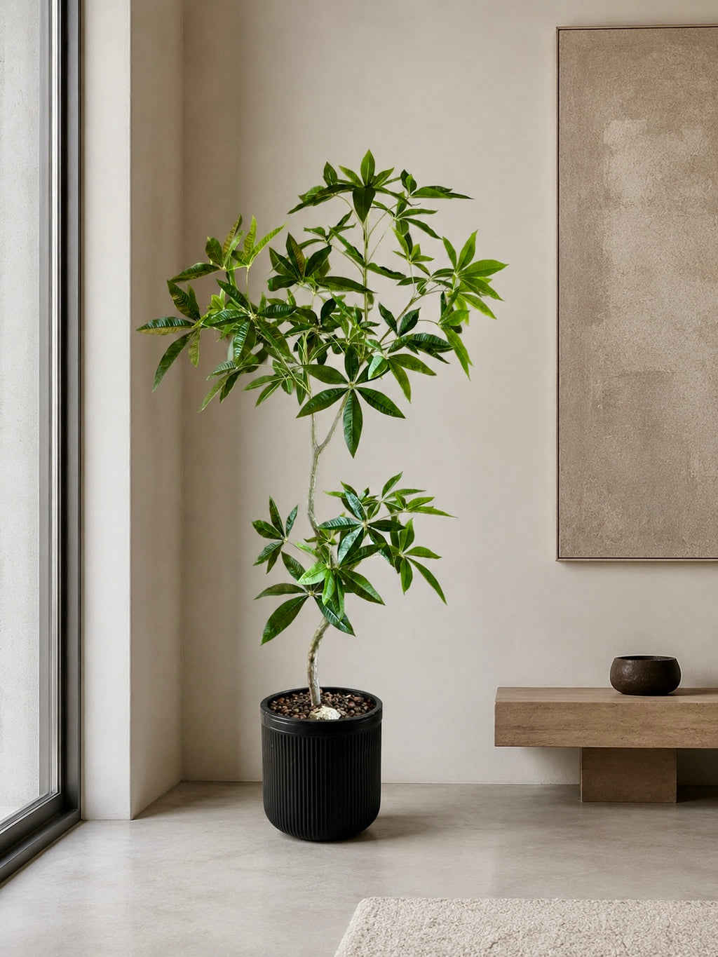 Pachira træ h 150 cm