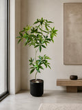 Pachira træ h 150 cm