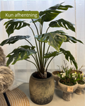 Monstea plante 110 cm