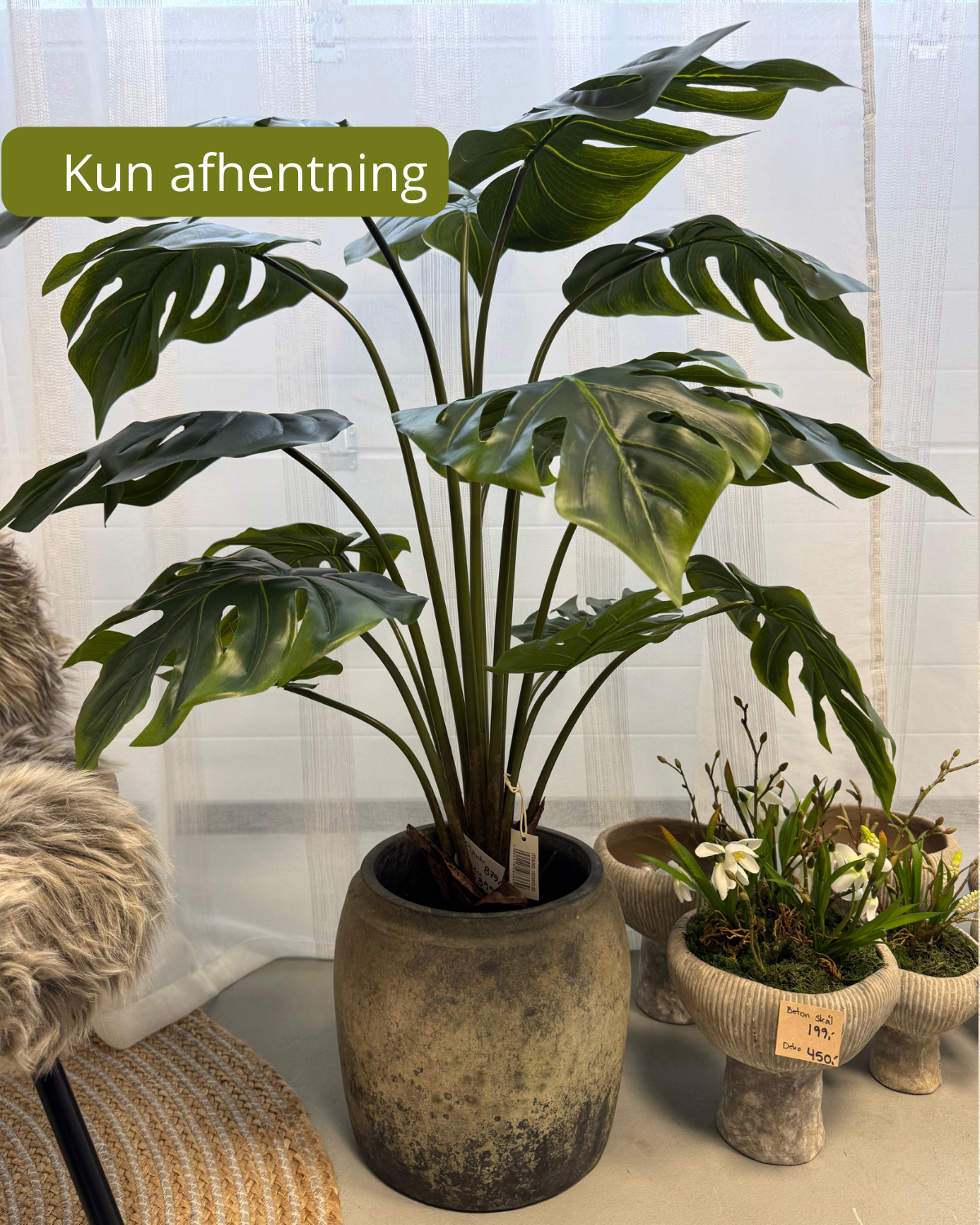 Monstea plante 110 cm