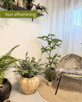 Stor eucalyptus i potte