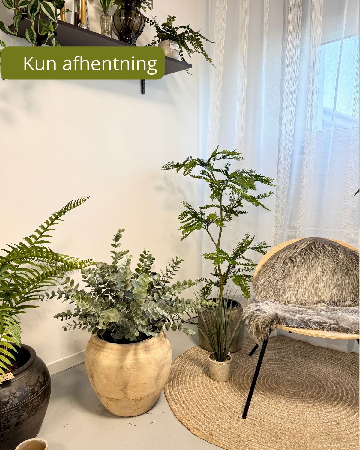 Stor eucalyptus i potte