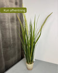 Græs i potte 90 cm