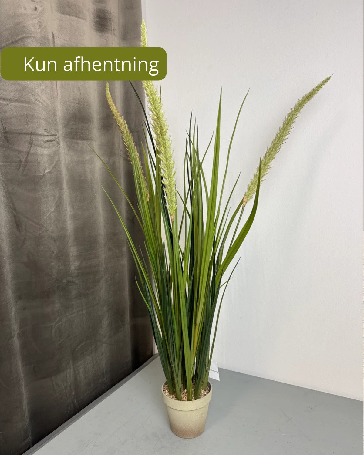 Græs i potte 90 cm