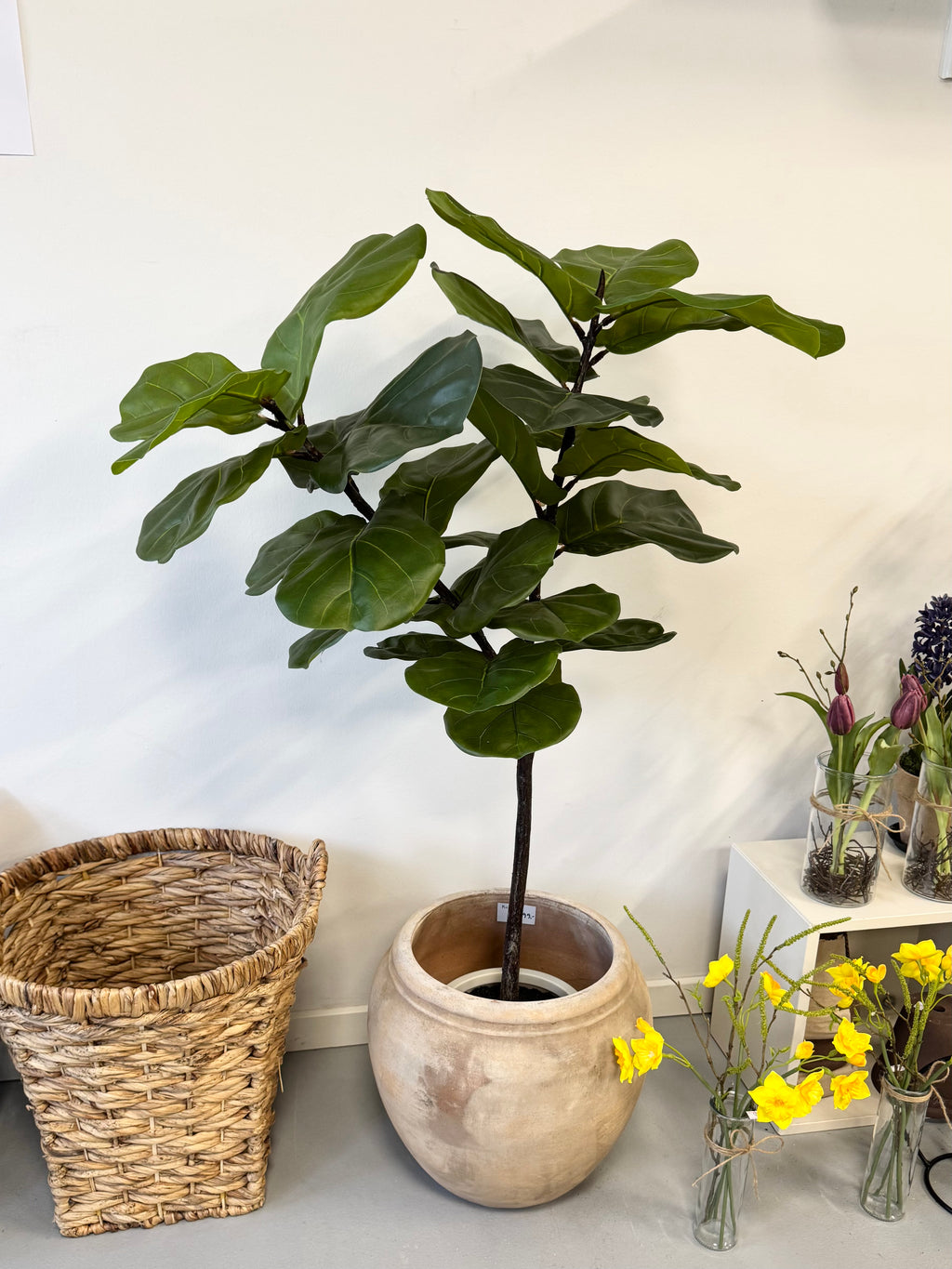 Ficus plante 120 cm