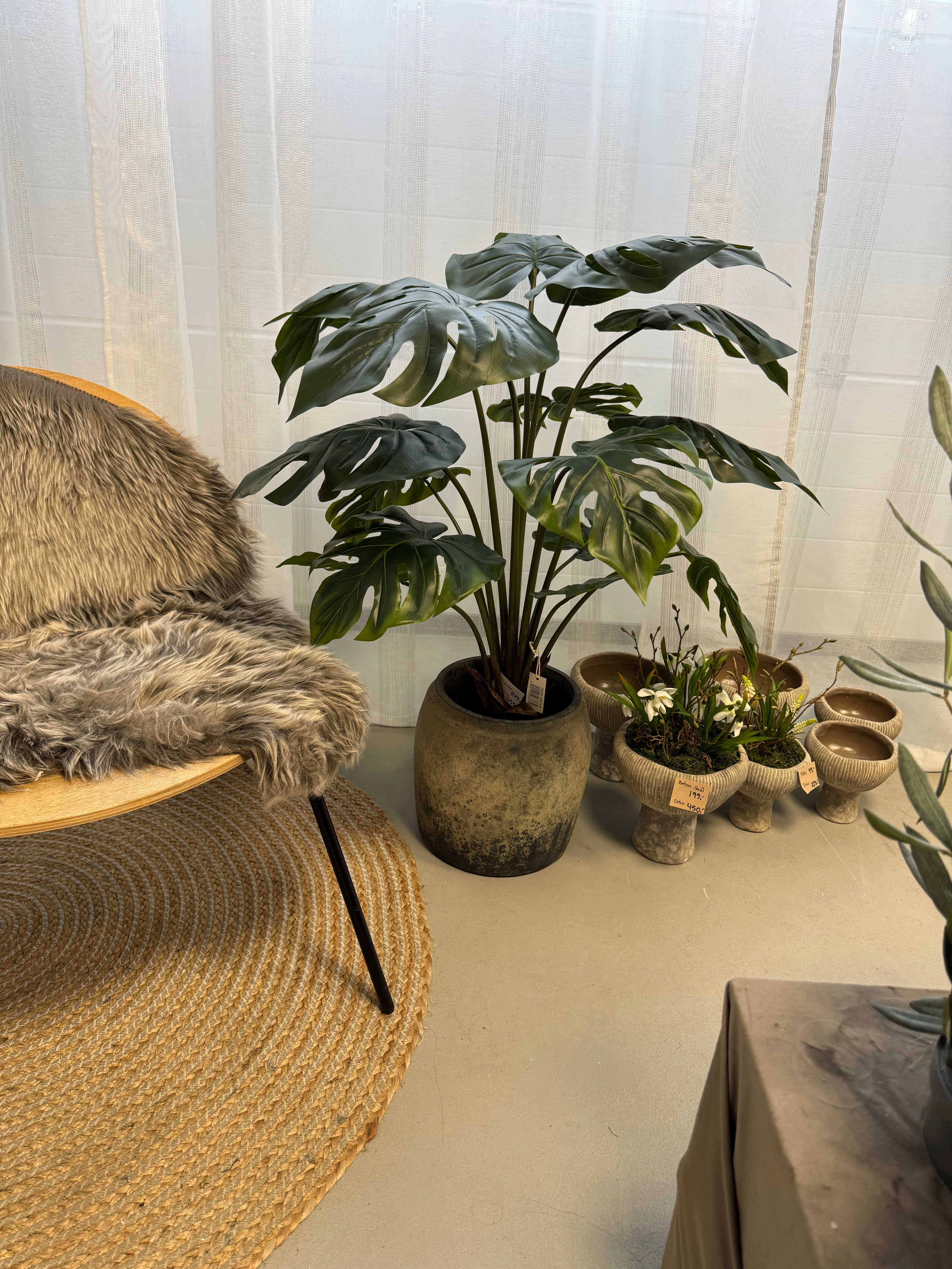 Monstea plante 110 cm