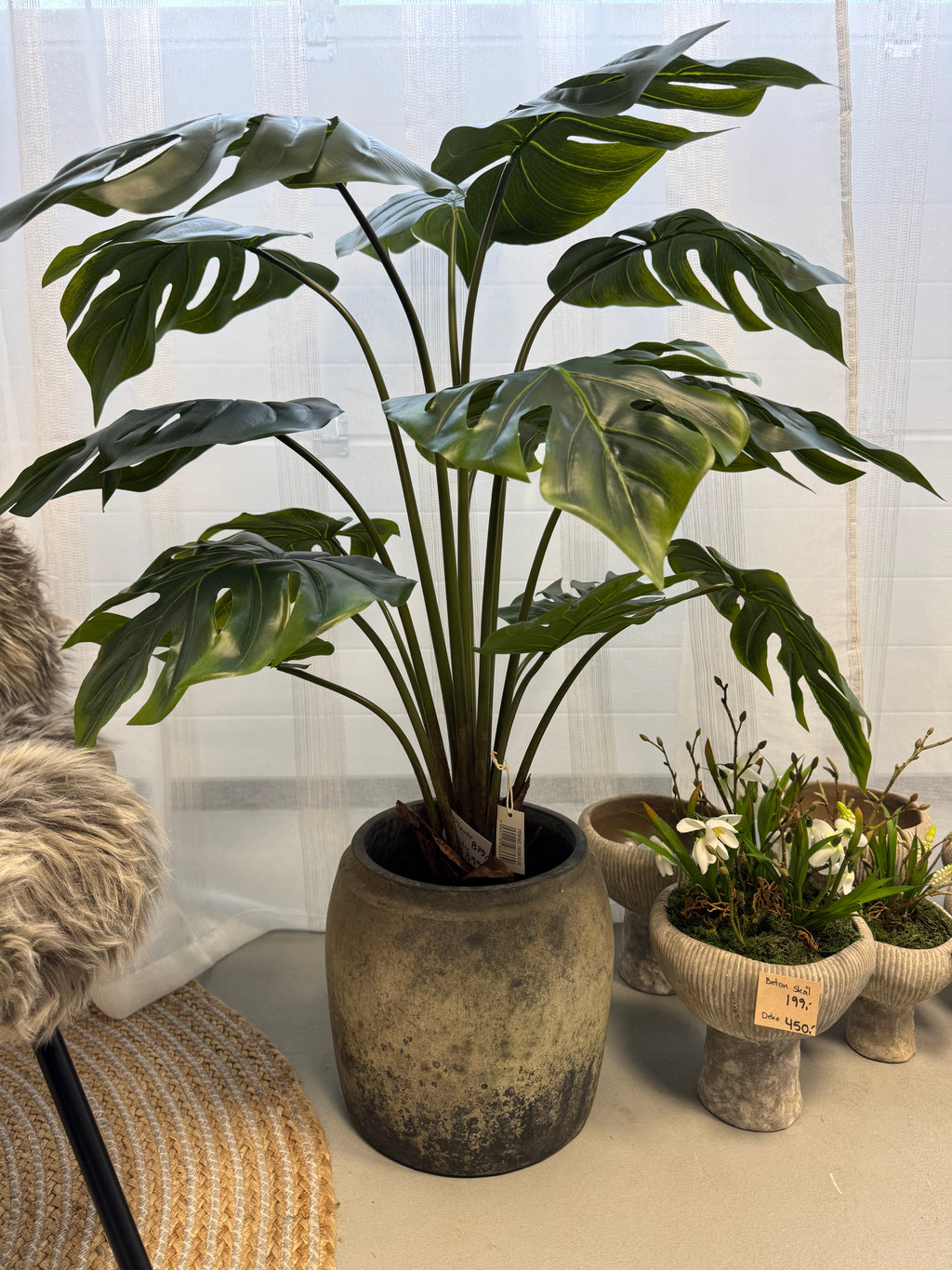 Monstea plante 110 cm