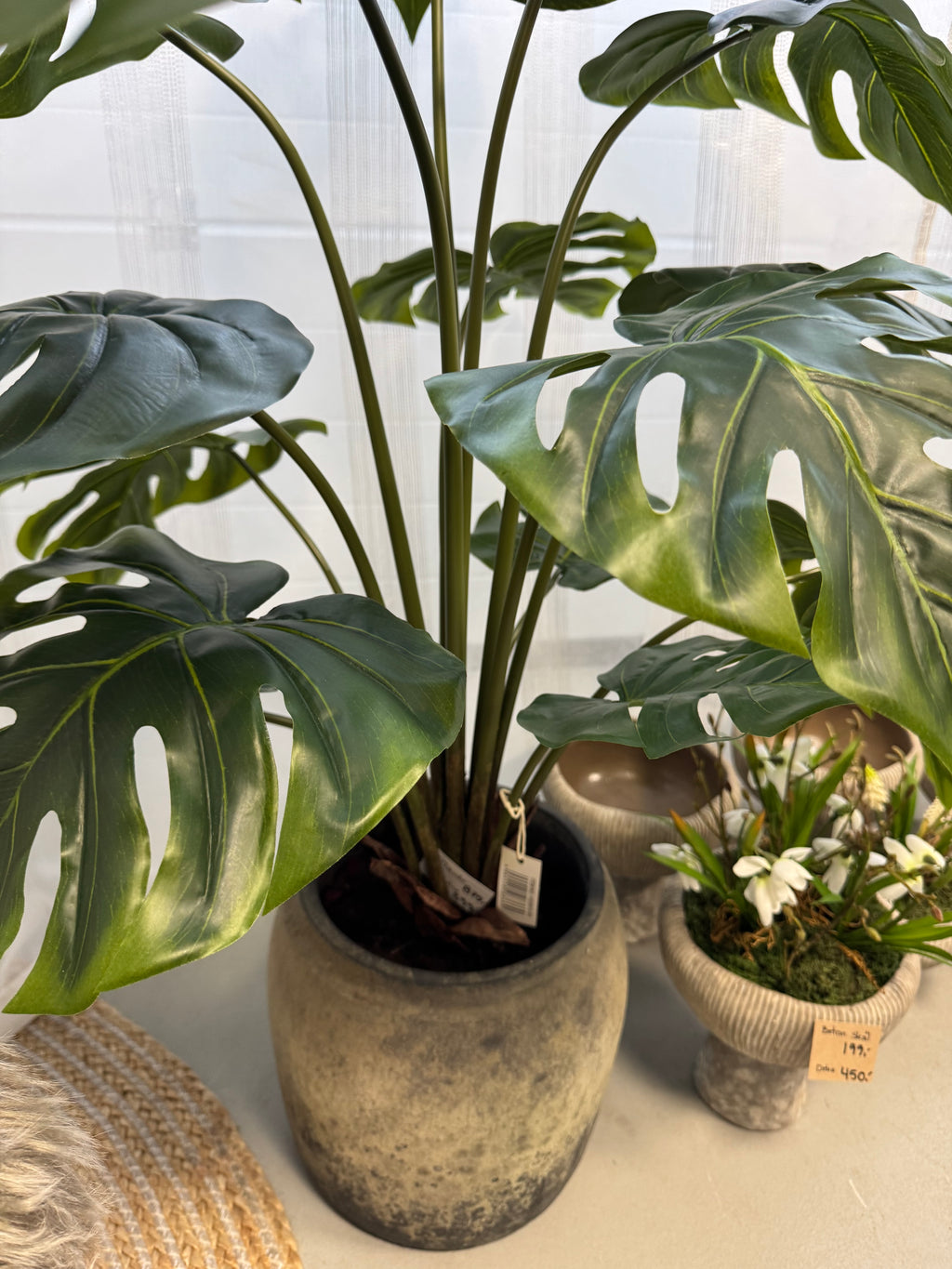 Monstea plante 110 cm