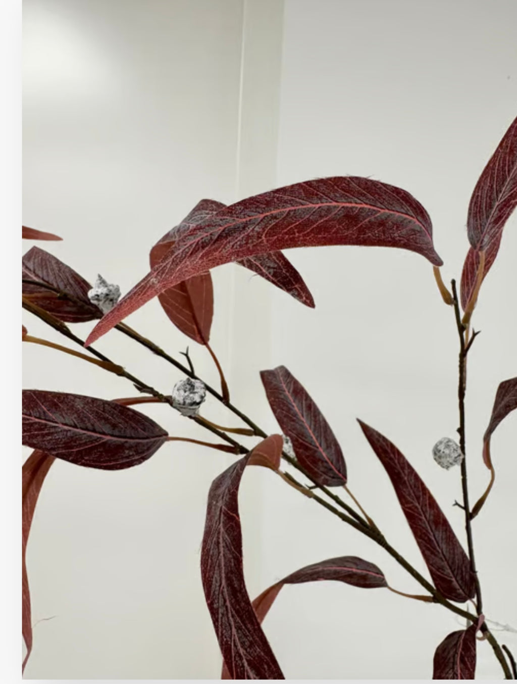 Rød eucalyptus udgår