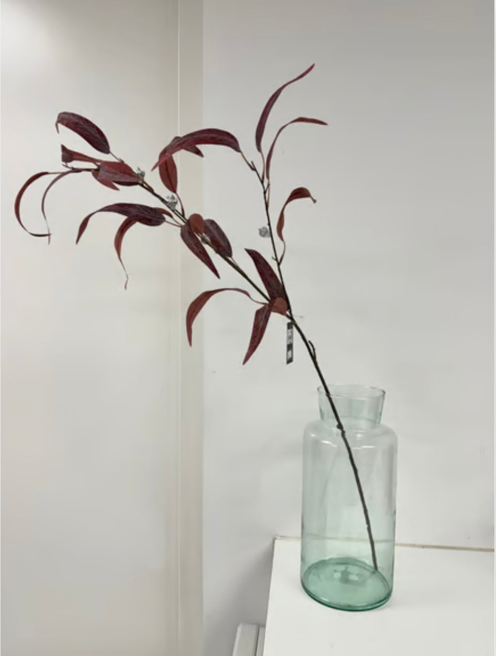 Rød eucalyptus udgår