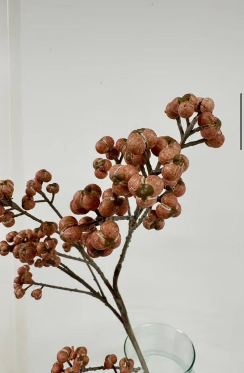 Bærgren rosa udgår