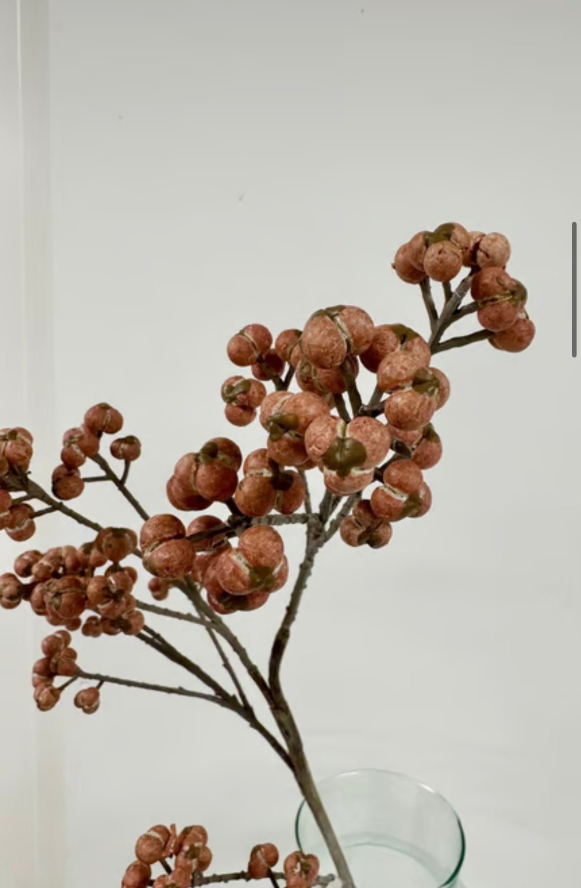 Bærgren rosa udgår