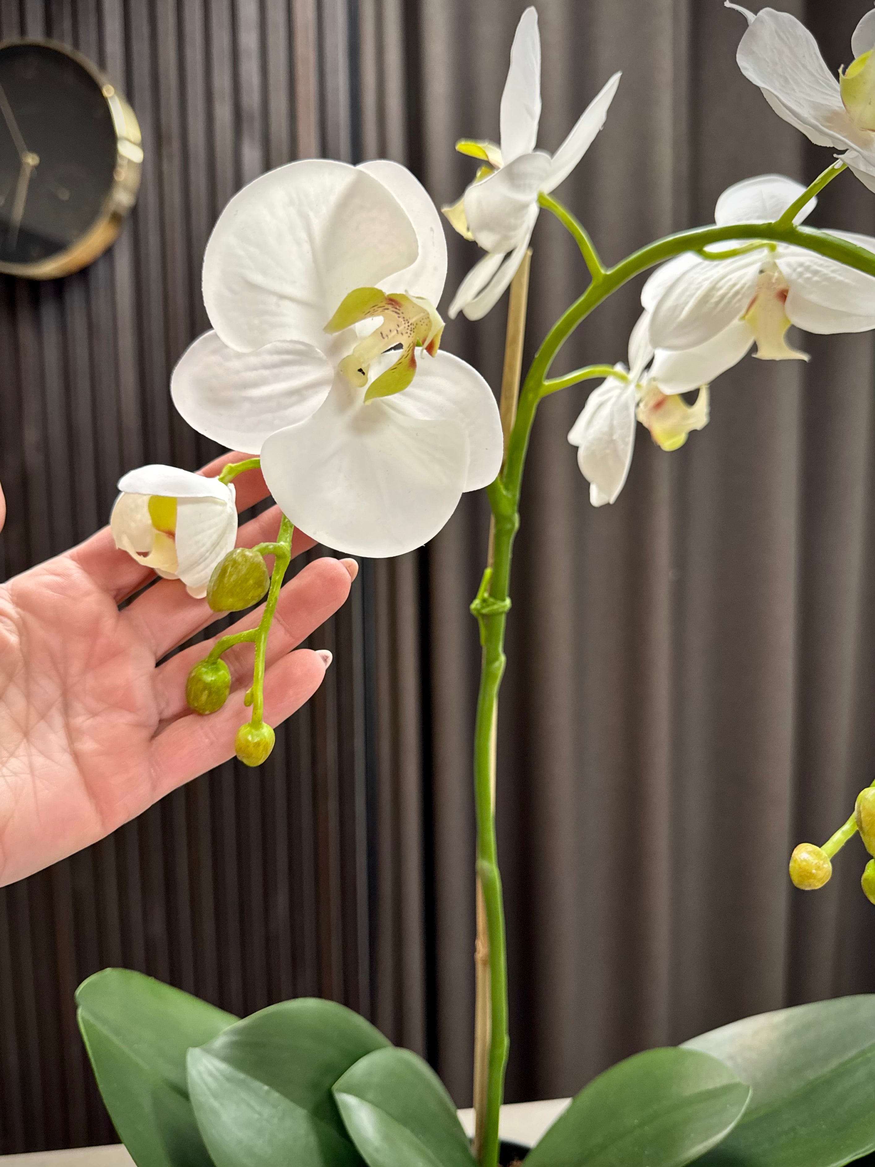 Orkide hvid stor