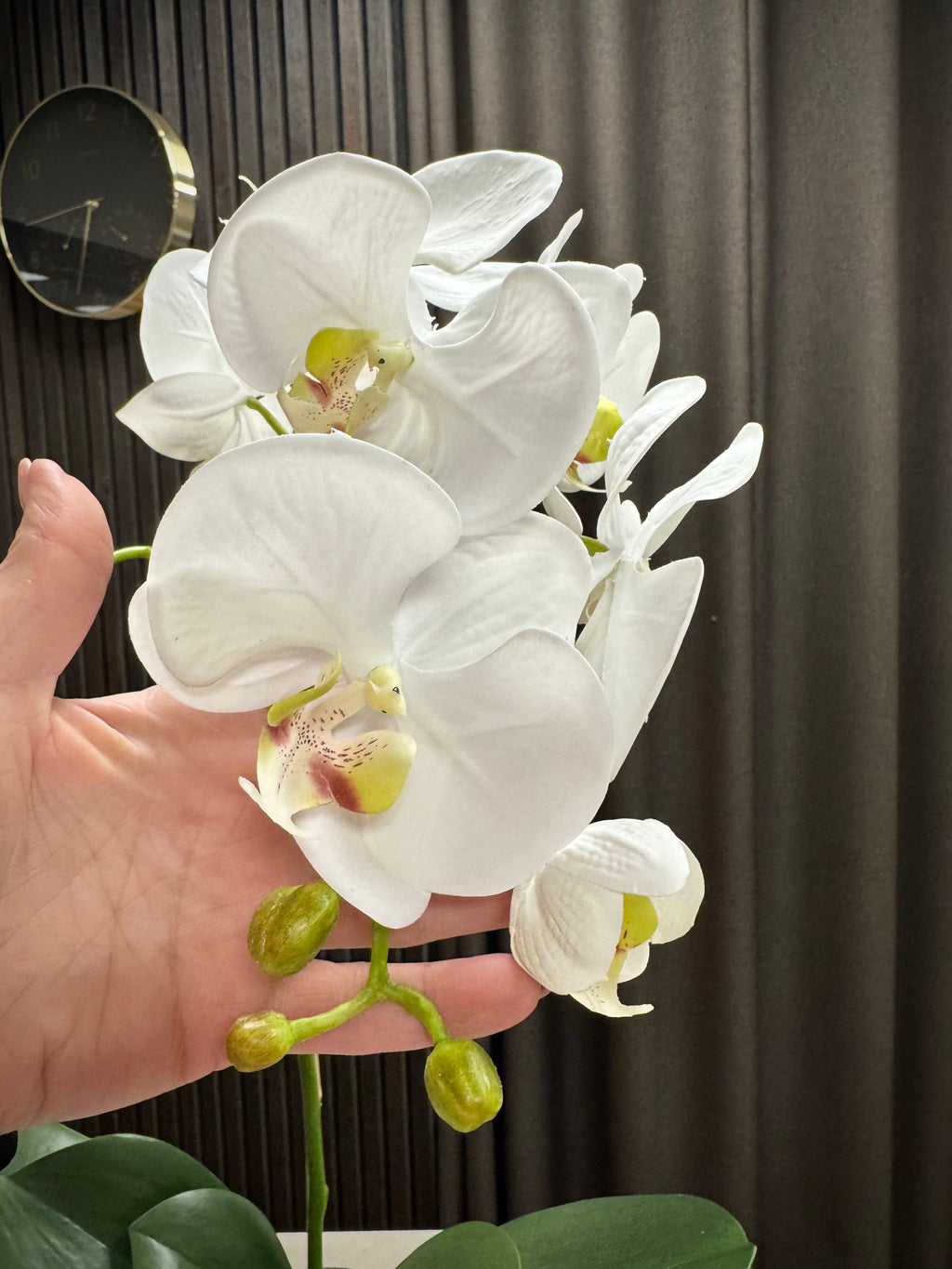 Orkide hvid stor