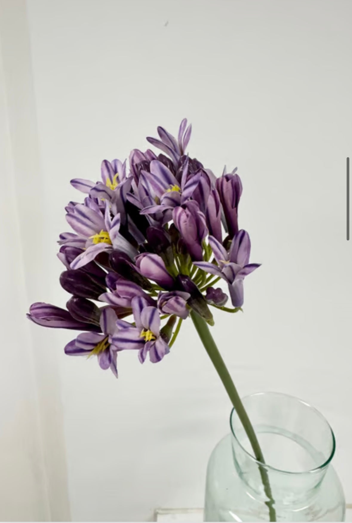 Lilla skærmlilje udgår