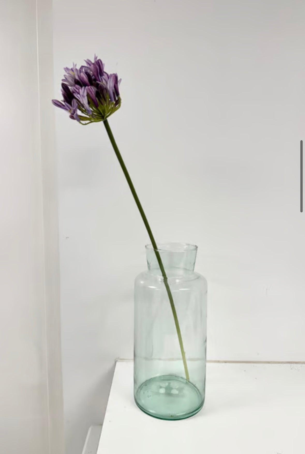 Lilla skærmlilje udgår