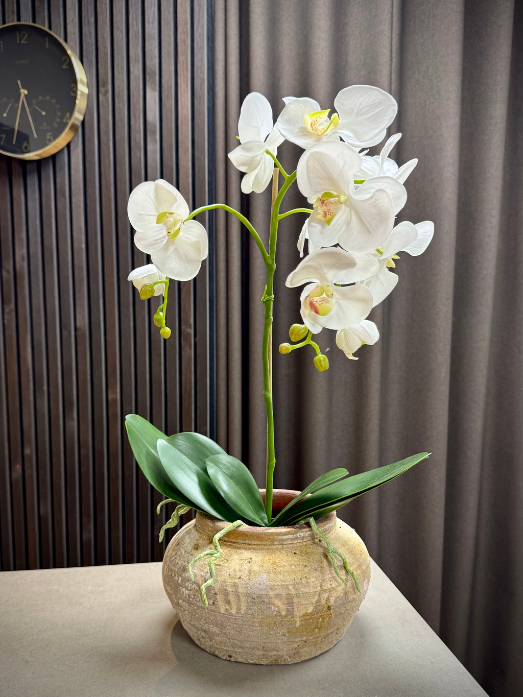 Orkide hvid stor