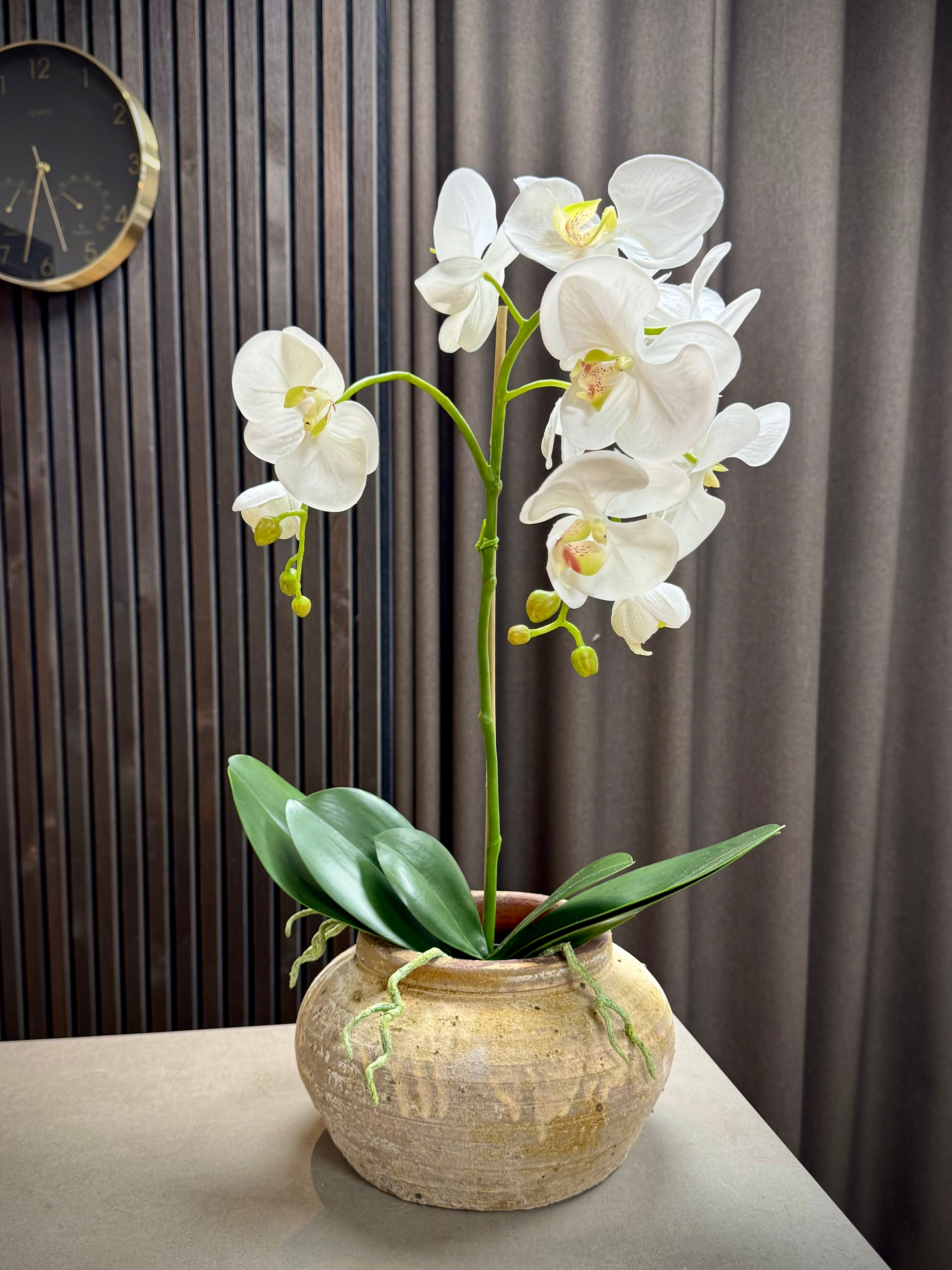 Orkide hvid stor