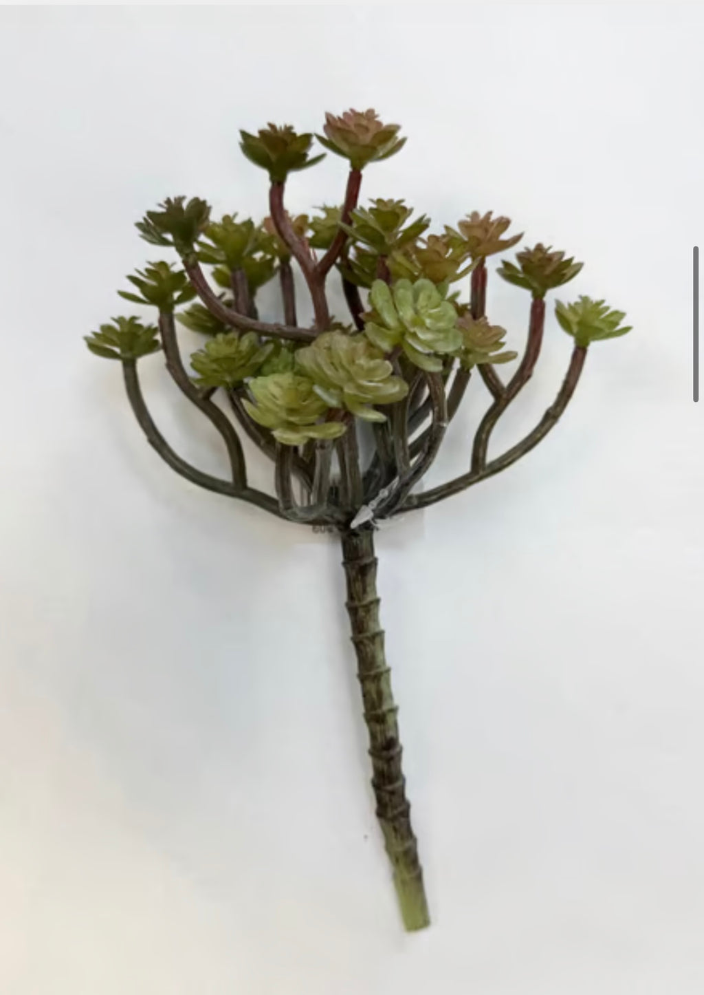 sukkulent stilk udgår