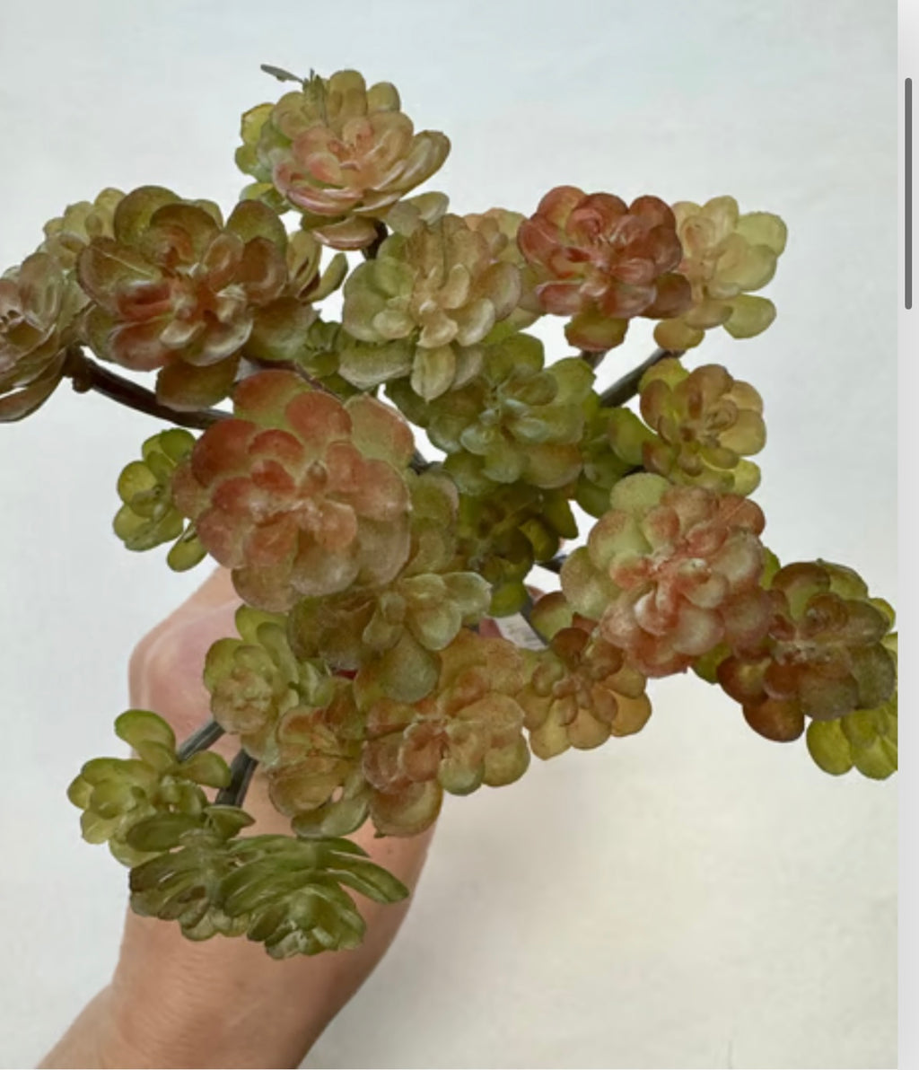 sukkulent stilk udgår