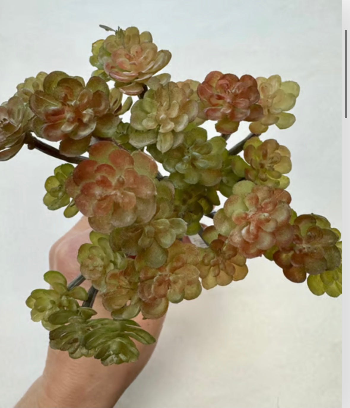 sukkulent stilk udgår