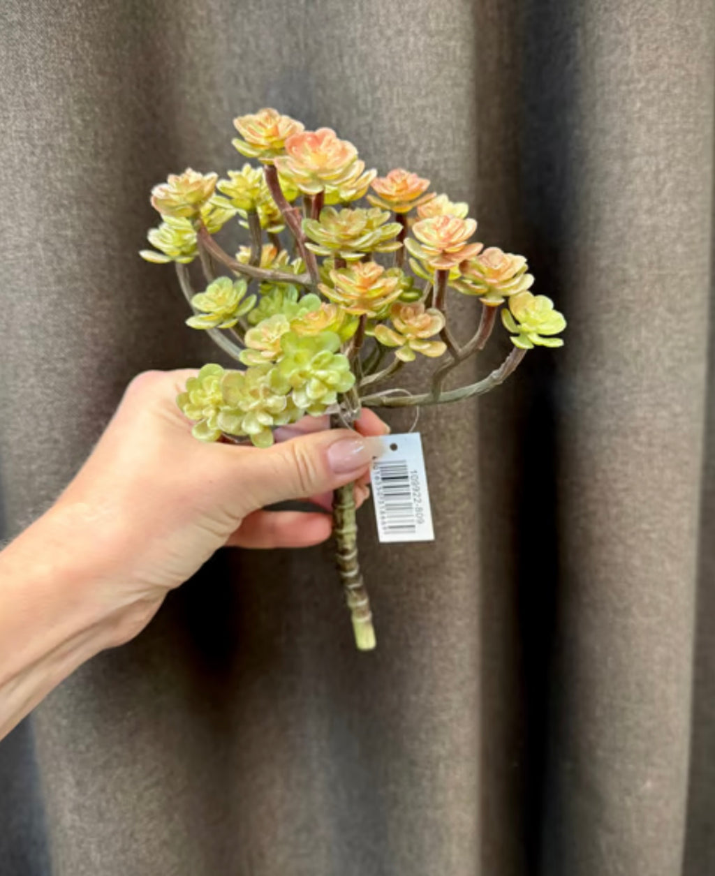 sukkulent stilk udgår