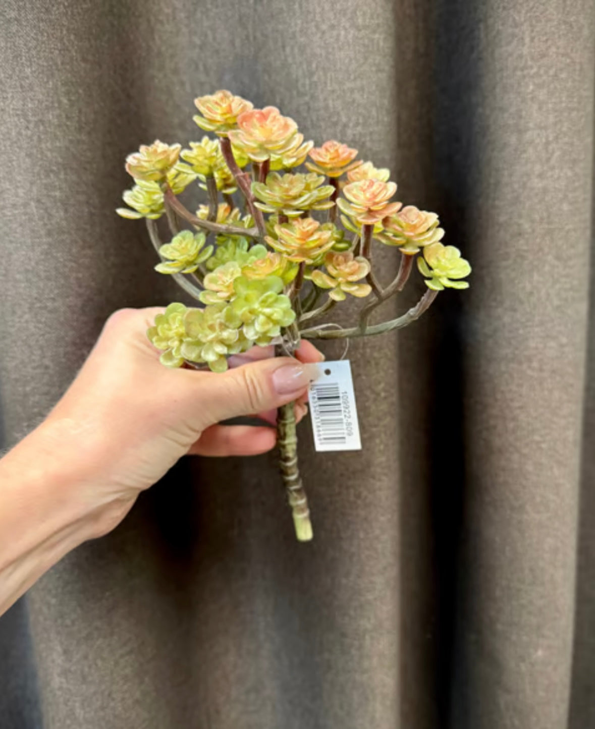 sukkulent stilk udgår