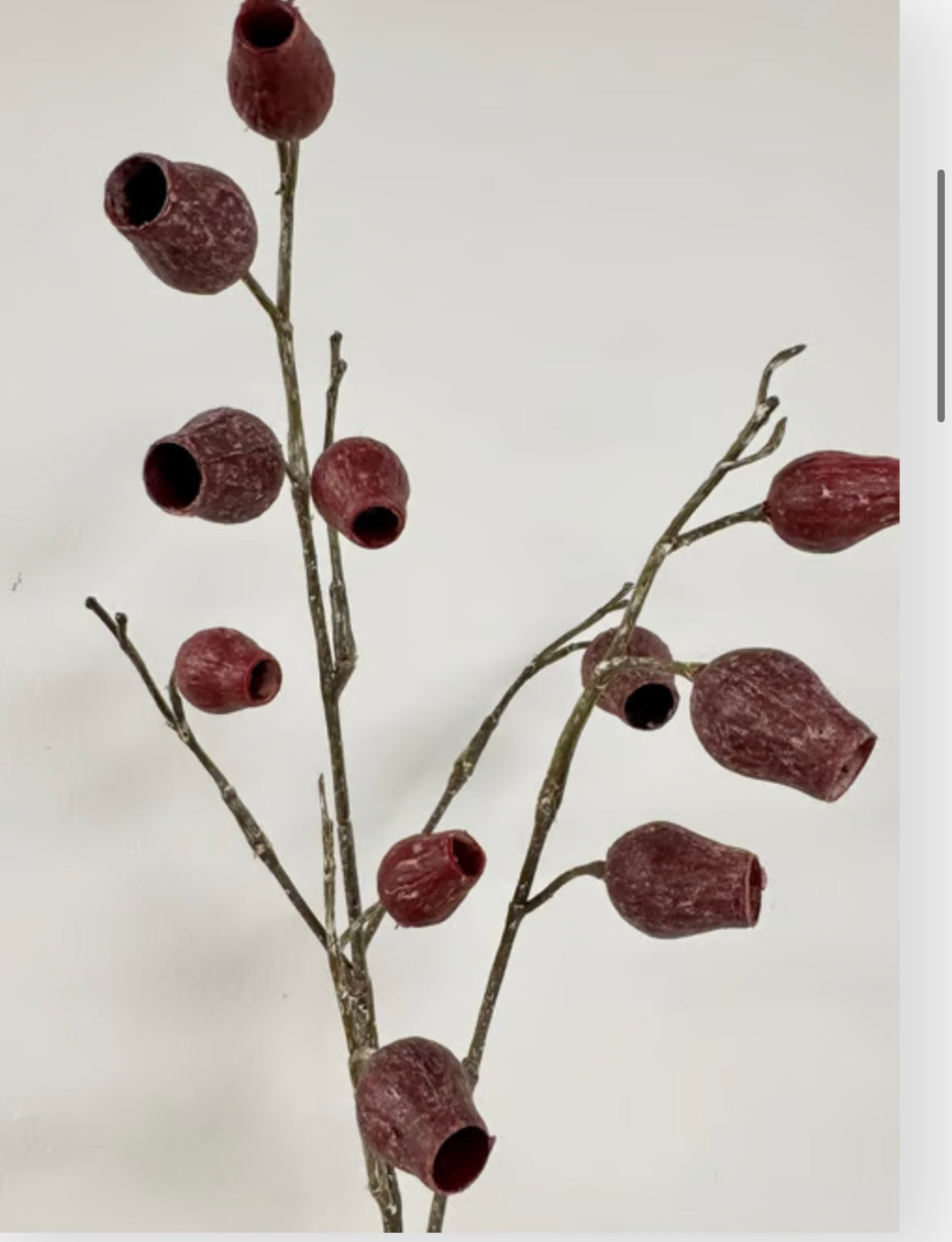 Eucalyptus m. rød bær