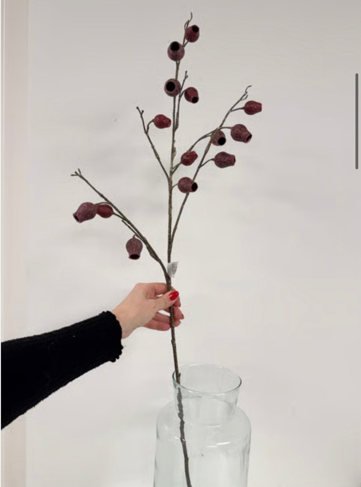 Eucalyptus m. rød bær