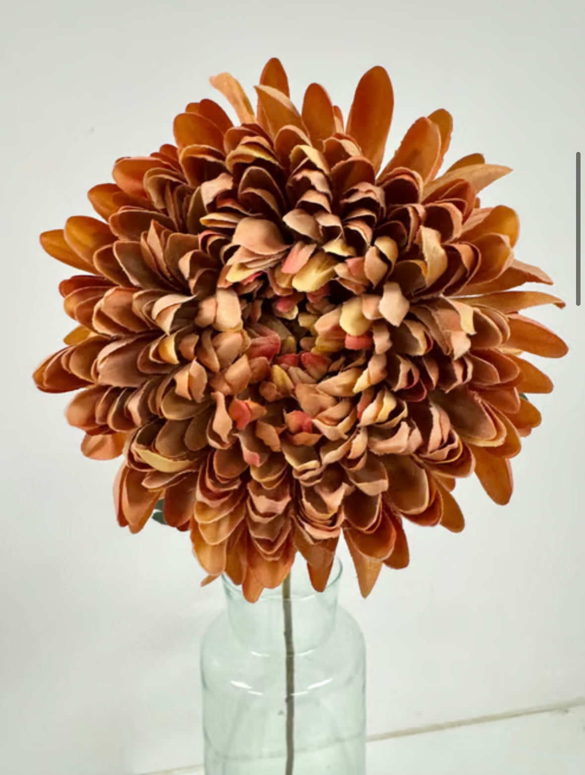 Chrysanthemum orange stor