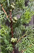 Thuja med kogler