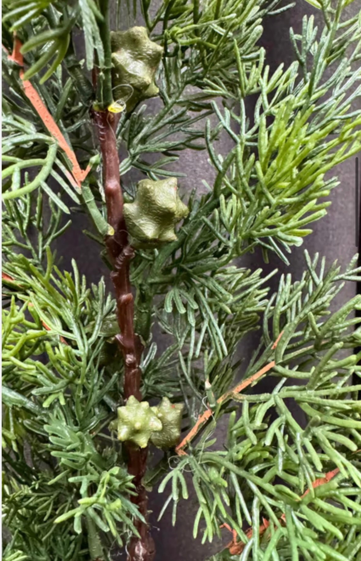 Thuja med kogler
