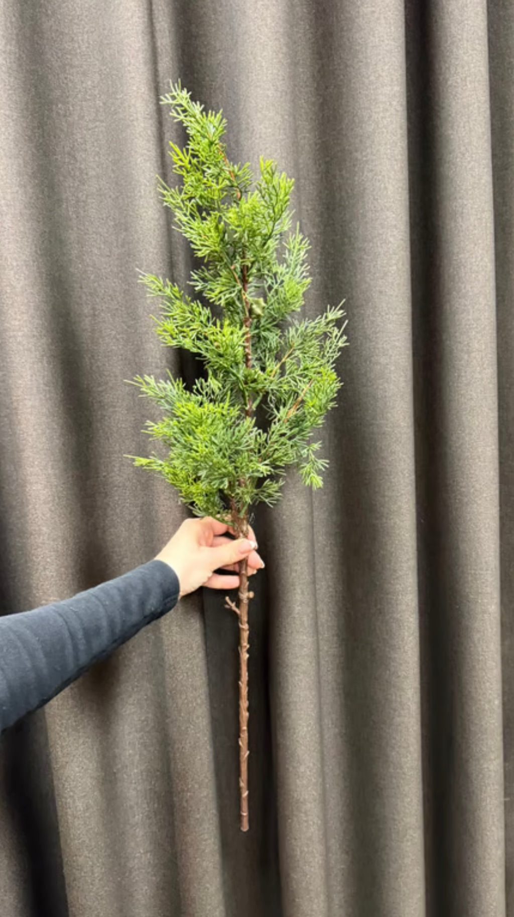 Thuja med kogler