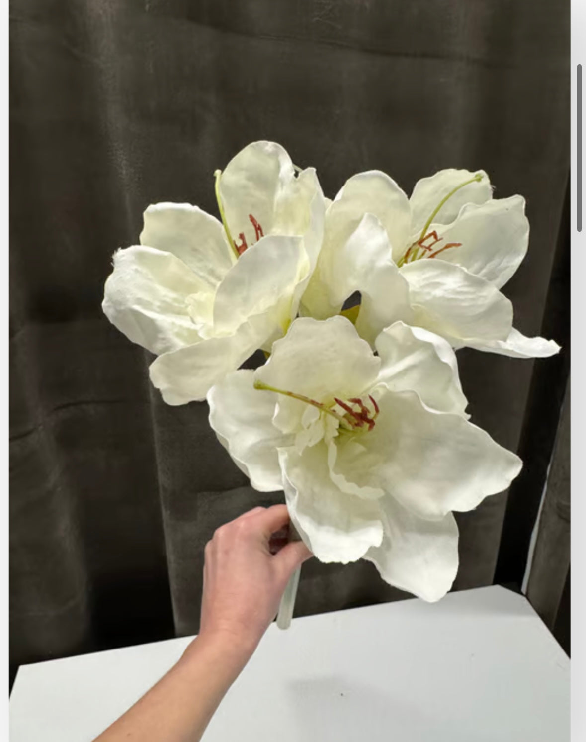 Amaryllis hvid stilk udgår