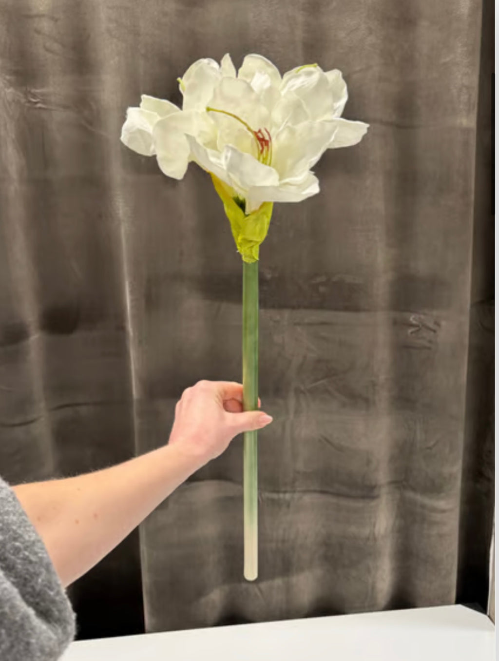 Amaryllis hvid stilk udgår