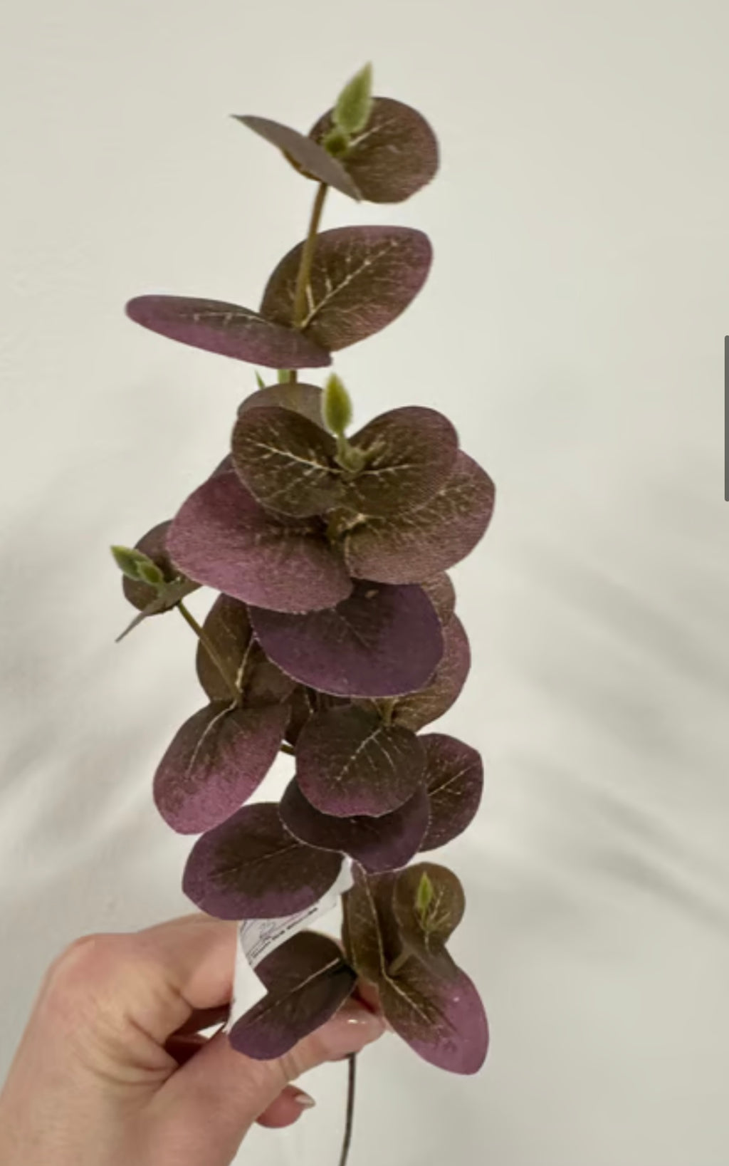 Eucalyptus rød udgår