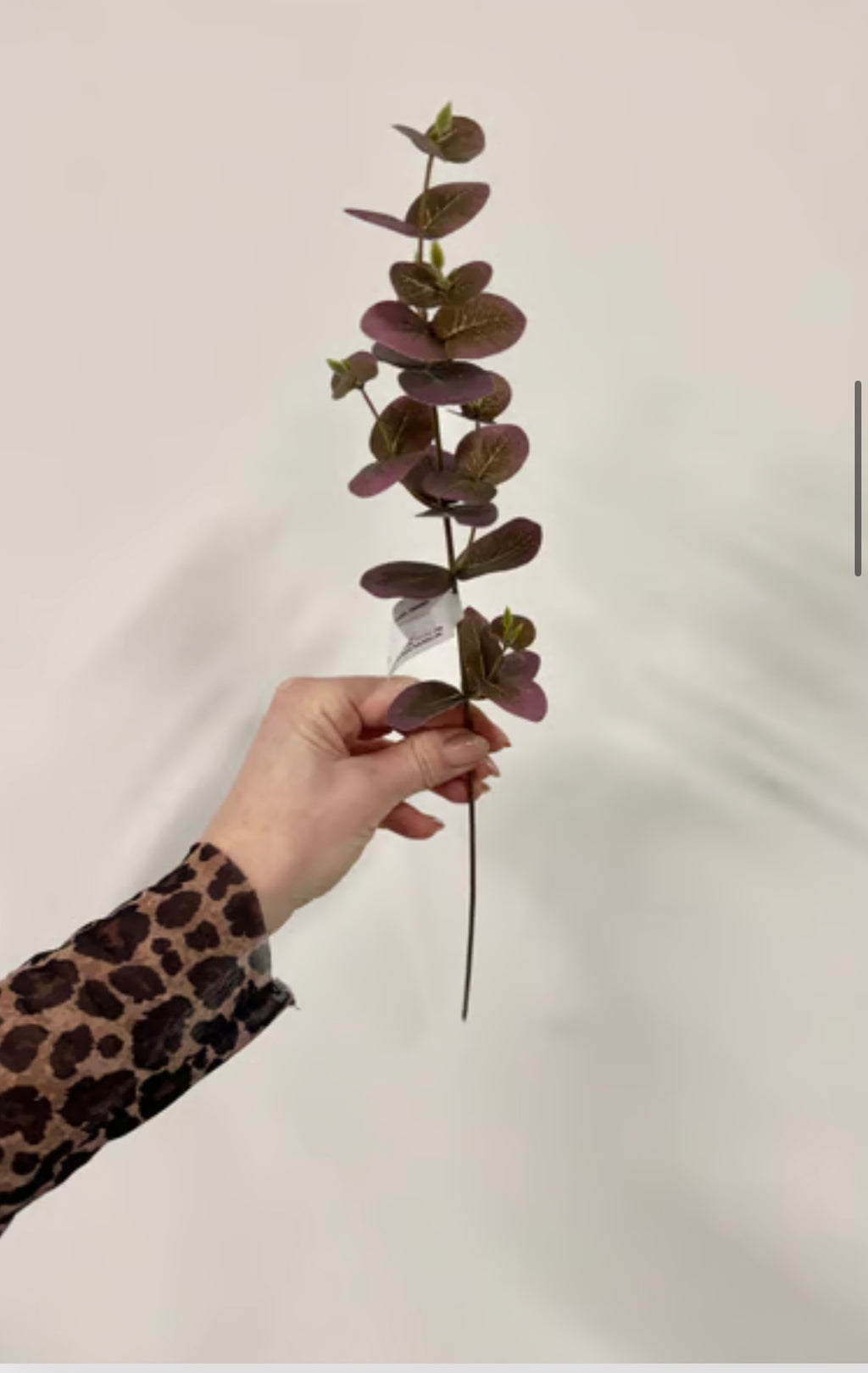 Eucalyptus rød udgår