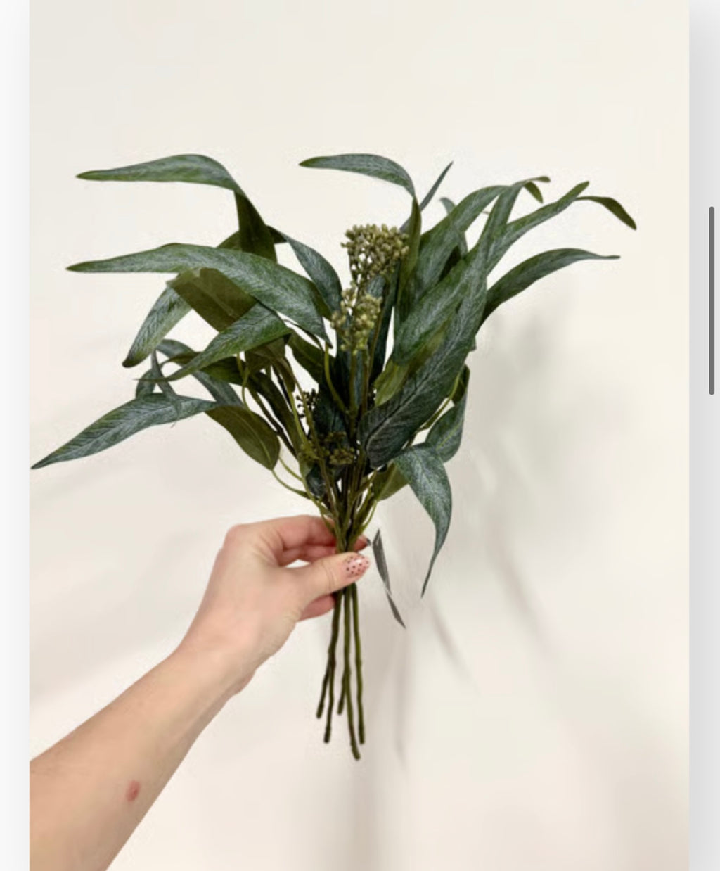 Eucalyptus bdt. Udgår