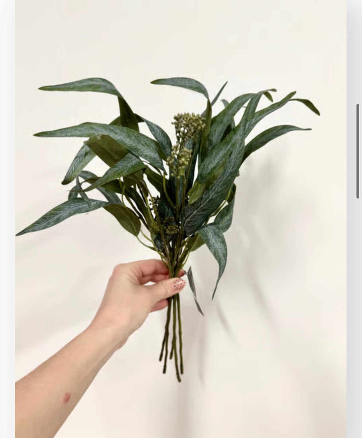 Eucalyptus bdt. Udgår