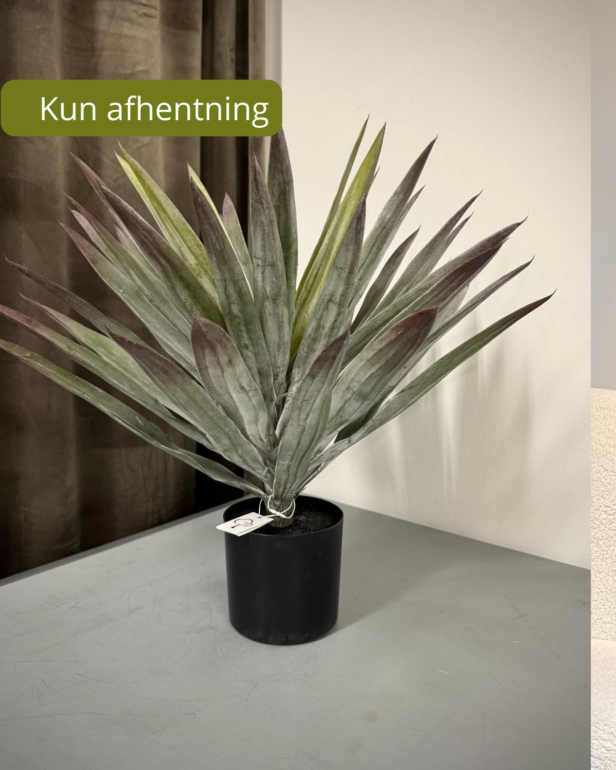 Yucca Palme H 48 cm